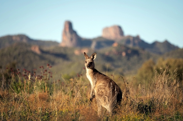 PROGRAMMA NEW SOUTH WALES - AREA METROPOLITANA - SYDNEY