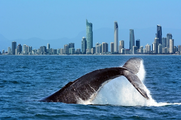 ALL SAINTS ANGLICAN SCHOOL - GOLD COAST