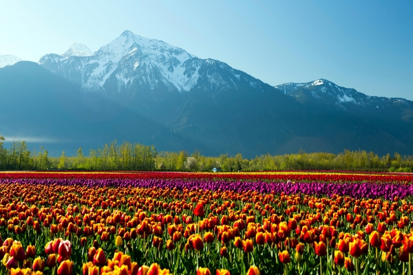  CHILLIWACK SCHOOL DISTRICT - BRITISH COLUMBIA - CHILLIWACK