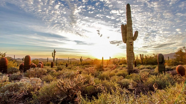 MESA PUBLIC SCHOOLS - ARIZONA - MESA