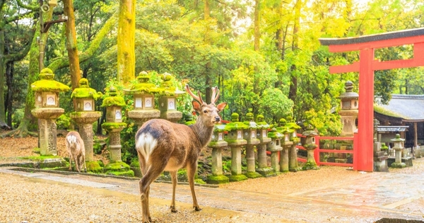 Nara