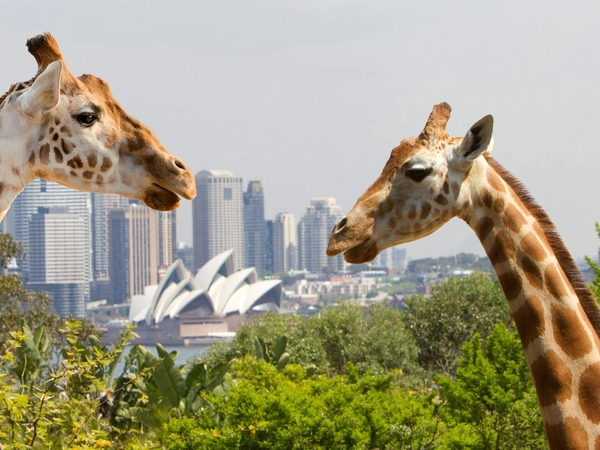Sydney