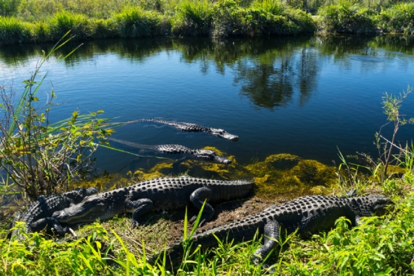 Everglades