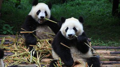 chengdu